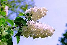 紫丁香,白,白丁香