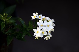 花,厂,开花