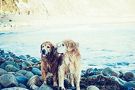 狗,海滩,海岸