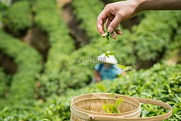 春天,高山,茶園