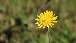 花,野性,黃