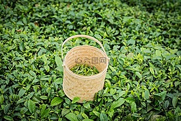 春天,高山,茶園