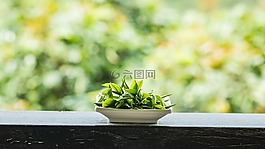 春天,高山,茶園