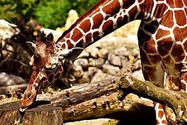 長頸鹿,野生動物,污漬
