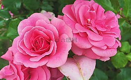 玫瑰,花園,鮮花