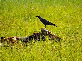 鳥,草,野生動物