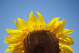 向日葵,植物,夏季