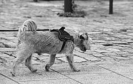 狗,犬,動(dòng)物
