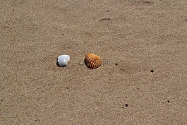 外殼,砂,海