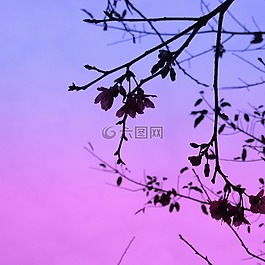 櫻花,搖曳,肆意