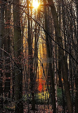 森林,樹木,morgenstimmung