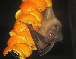 埃及 fruitbat,蝙蝠,fruitbat