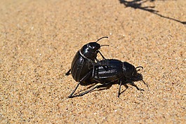 昆蟲,蟑螂,海灘