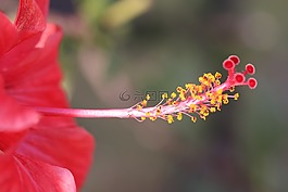 顏色,花卉,黃色