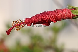 花卉,黃色,紅色