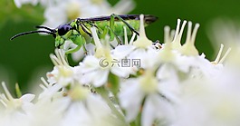 昆蟲(chóng),花,性質(zhì)