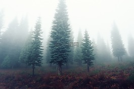 冷杉,霧,薄霧
