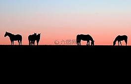 馬匹,日落,自然
