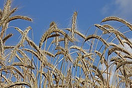 天空,性質(zhì),廠