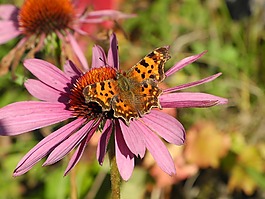 echinazea,花,粉红色