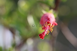 花卉,黃色,紅色