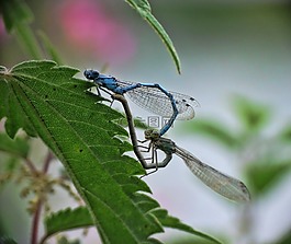 蜻蜓,獵物,捕食者