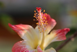 花卉,黃色,紅色