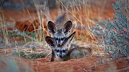 beautiful,fox,family