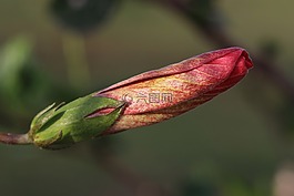 花卉,黃色,紅色