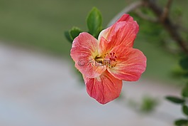 花卉,黃色,紅色