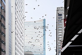 市中心,鳥(niǎo),城市
