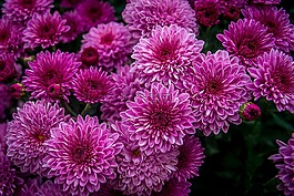 花,紫色,紫色的花朵