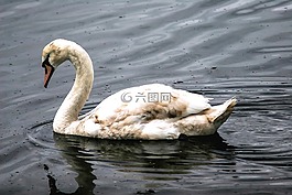 天鵝,游泳,水