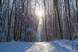 森林,雪,冬天