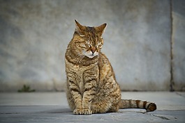 貓,街,動物