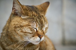 貓,街,動物