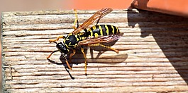黃蜂,昆蟲,關(guān)閉