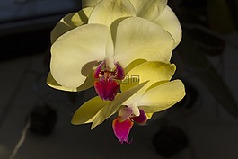 蘭花,花,n
