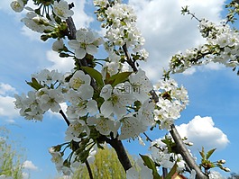 开花的树,mar de primavara,性质