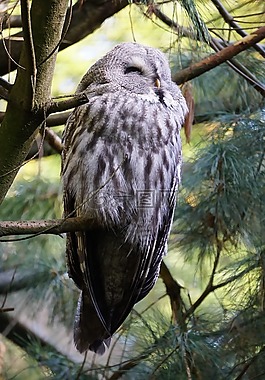 wildkauz,貓頭鷹,羽毛