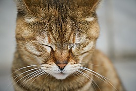 貓,街,動物