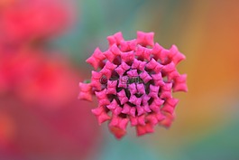 花卉,黃色,粉紅色