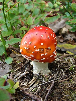 蘑菇,飛木耳,森林蘑菇