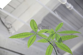 植物,葉子,在室內