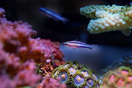 魚,礁,珊瑚