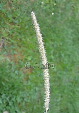 峰值,性質(zhì),野生植物