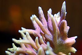 珊瑚,礁,海
