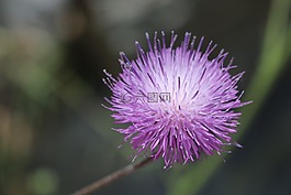 花卉,粉紅色,性質(zhì)