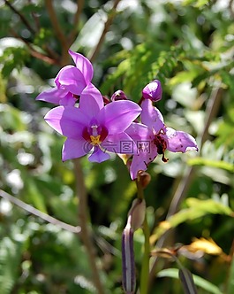 花,花園,性質(zhì)
