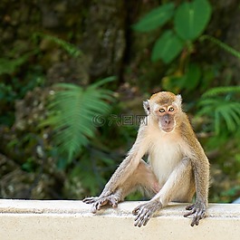 猴子,動(dòng)物,性質(zhì)